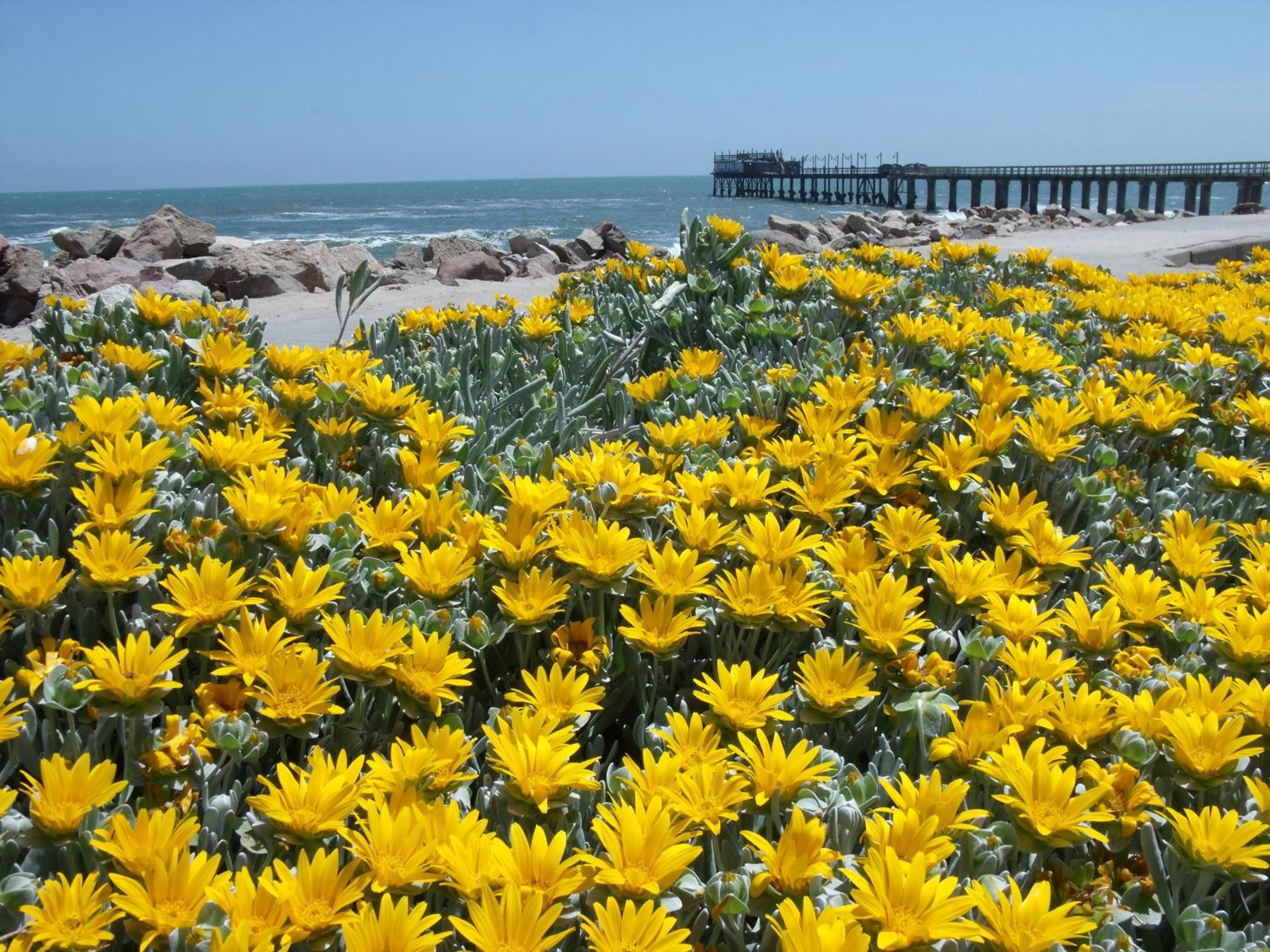 Chala-Kigi Apartments Swakopmund Eksteriør bilde